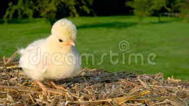可爱的黄色小鸡，波兰小鸡<strong>宝宝</strong>，在金色的夏日<strong>阳光</strong>下坐在外面的干草堆上